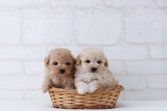 子犬が成長すると『毛色が変わる』理由3つ　病気の可能性や変化しやすい犬種も解説