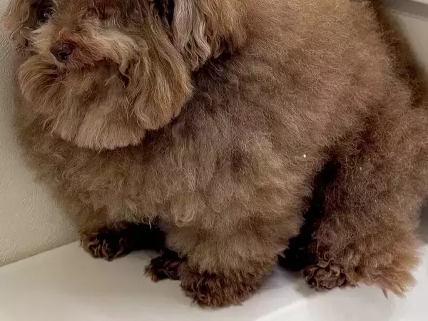 お風呂が苦手な犬→『入れられる』と気づいた瞬間に…絶望感が漂う『まさかの表情』が473万表示「人減すぎるｗ」「魂抜けてて草」と爆笑の声