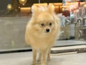 ５ヶ月間売れなかった犬→様子を見に行くうちに『家族にしたい』と思い始めて…『素敵すぎる結末』に感動の声「運命の出会い」「泣いてしまった」