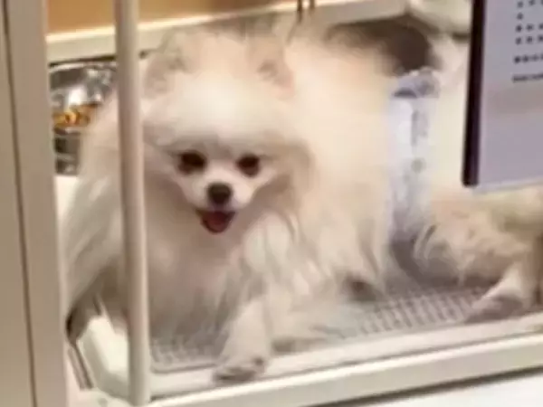 『体が大きくて繁殖犬になれない』と手放された犬→里親募集を見て会いに行った結果…『素敵すぎる結末』に感動「涙が出る」「幸せになって」