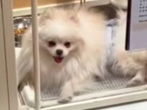 『体が大きくて繁殖犬になれない』と手放された犬→里親募集を見て会いに行った結果…『素敵すぎる結末』に感動「涙が出る」「幸せになって」