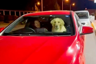 車に乗ってお迎えに来た犬→お姉ちゃんを見た瞬間…完全に亭主関白な光景が69万再生「カッコいいｗ」「お姉ちゃんのこと大好きなんだね」と絶賛