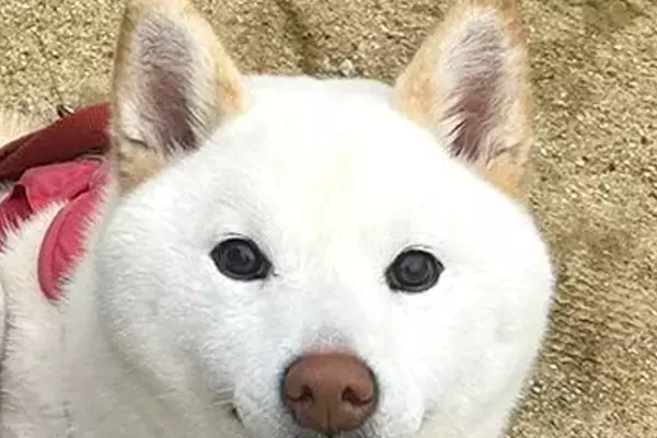 散歩中の犬を何気なく撮影した結果→よーく見てみると…想定外だった『まさかの表情』が67万表示「歯ｗｗ可愛いｗｗ」「絶妙な顔がたまらん」