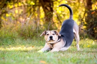 飼い主が勘違いしがちな『犬の行動』4つ　意外と知らない愛犬の本音や間違った対応まで