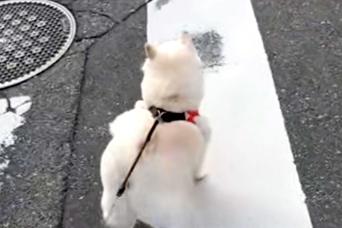 小型犬には強気な犬→遠くに『大型犬』を見つけた瞬間…判断が早すぎる『まさかの態度の差』が16万再生「分かりやすｗｗ」「一目散すぎて草」