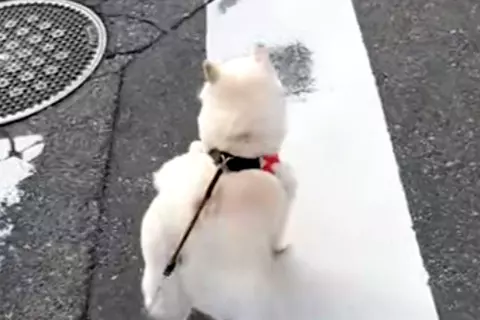 小型犬には強気な犬→遠くに『大型犬』を見つけた瞬間…判断が早すぎる『まさかの態度の差』が16万再生「分かりやすｗｗ」「一目散すぎて草」