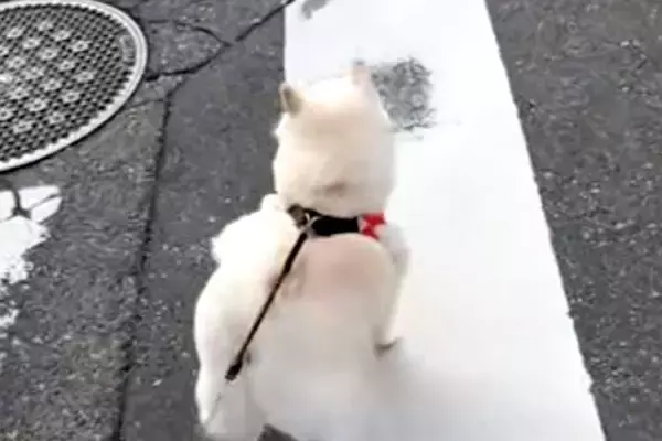 小型犬には強気な犬→遠くに『大型犬』を見つけた瞬間…判断が早すぎる『まさかの態度の差』が16万再生「分かりやすｗｗ」「一目散すぎて草」