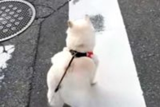 小型犬には強気な犬→遠くに『大型犬』を見つけた瞬間…判断が早すぎる『まさかの態度の差』が16万再生「分かりやすｗｗ」「一目散すぎて草」