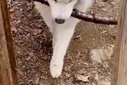 『長い木を持ち帰りたい大型犬』VS『阻止したい飼い主』微笑ましい攻防戦に2万いいね集まる「表情が良すぎるｗｗ」「フェイントかけてて草」