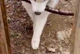 『長い木を持ち帰りたい大型犬』VS『阻止したい飼い主』微笑ましい攻防戦に2万いいね集まる「表情が良すぎるｗｗ」「フェイントかけてて草」