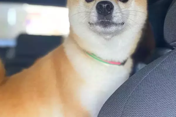 車で帰省し、犬を連れていった結果→外で待っていた『飼い主の母』を発見した瞬間…『尊すぎる表情』に1万いいね「大好きなんだ」「可愛すぎ」