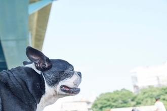 『高齢犬』が幸せに暮らすために必要なこと4つ　どんなことに気をつけたらいいの？
