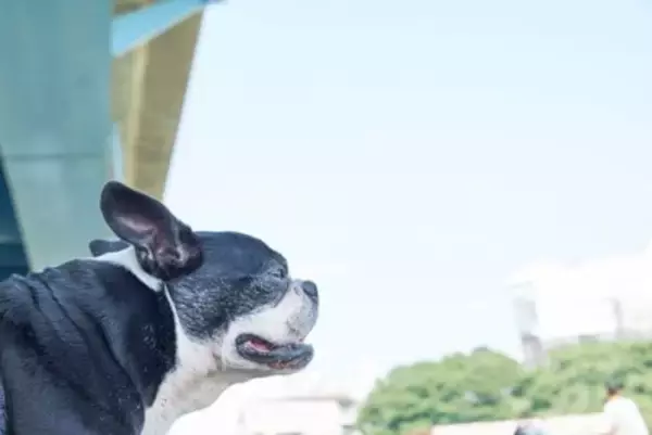 『高齢犬』が幸せに暮らすために必要なこと4つ　どんなことに気をつけたらいいの？