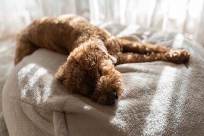 『高齢犬』が幸せに暮らすために必要なこと4つ　どんなことに気をつけたらいいの？