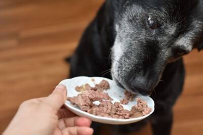 『高齢犬』が幸せに暮らすために必要なこと4つ　どんなことに気をつけたらいいの？