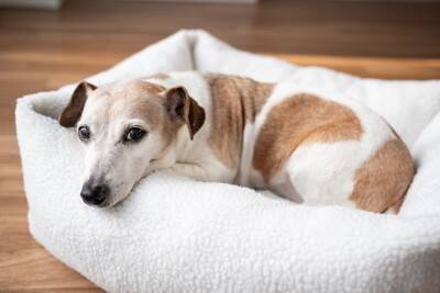 『高齢犬』が幸せに暮らすために必要なこと4つ　どんなことに気をつけたらいいの？