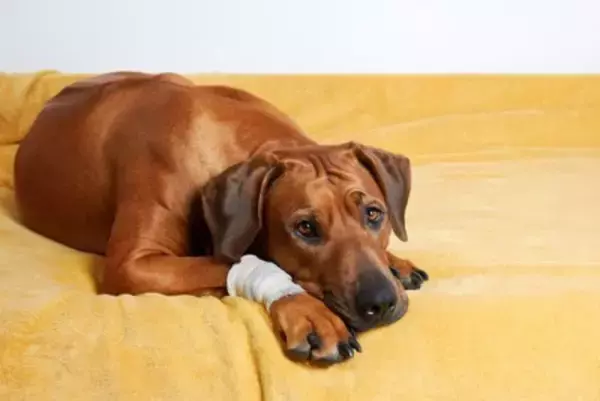 犬の『悲惨な事故』5選　実際にあった痛ましい事例や大切な愛犬を守るための心得まで