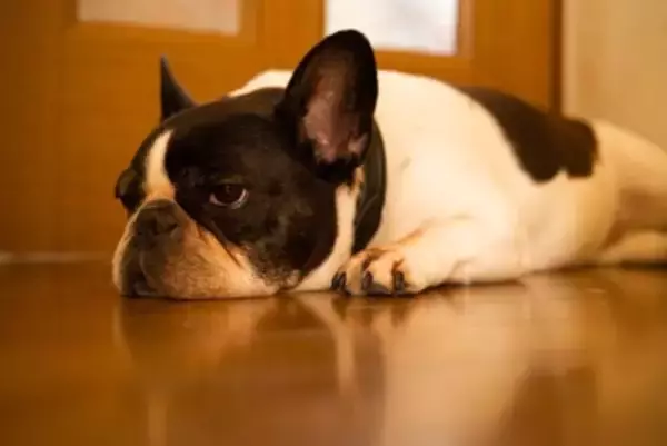 犬の『クーラー病』危険な症状5選　エアコンの冷風による体調不良の原因とは？