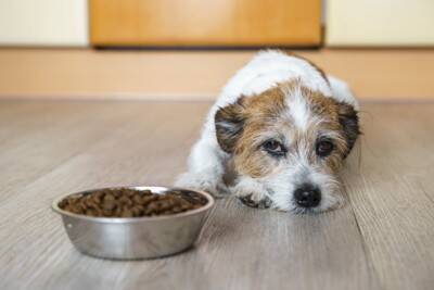 犬の『クーラー病』危険な症状5選　エアコンの冷風による体調不良の原因とは？
