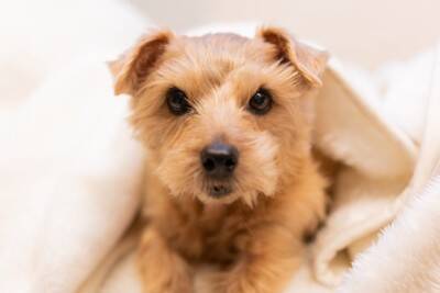 犬の『クーラー病』危険な症状5選　エアコンの冷風による体調不良の原因とは？
