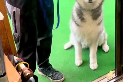 『訓練所に預けた大型犬』と面会の日→再会した瞬間、懸命に喜びを押し殺して…とんでもなく尊い光景に3万いいね「涙腺崩壊」「表情が…泣いた」