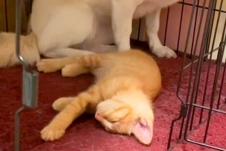 子猫に自分のお部屋を取られてしまった犬→『私の場所なのに』と戸惑って…なんとも言えない『表情』が11万再生「目で訴えてて草」「顔ｗｗ」