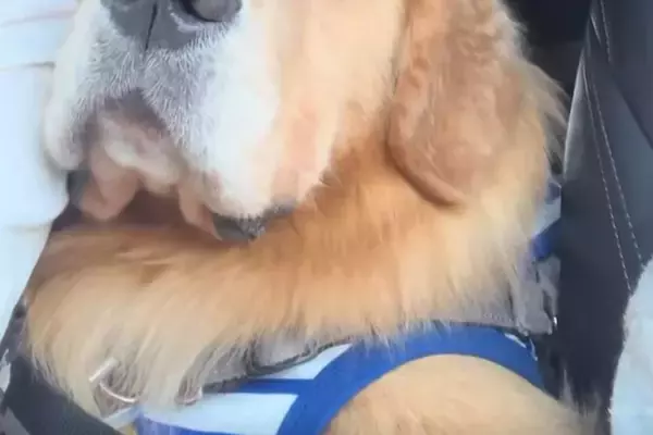 『お泊まりキャンプ』を満喫した大型犬→帰りの車内での『表情』が…分かりやすすぎる光景が12万再生「楽しかったんだｗ」「ふてくされてて草」