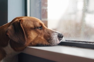 雨の日こそ愛犬が室内で楽しめる遊びを考えよう！家にあるもので簡単にできる宝探しゲームがおすすめ