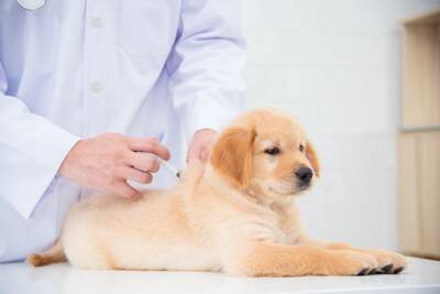犬から人にうつる『人獣共通感染症』4つ　重症化を防ぐために気をつけるべきこととは？