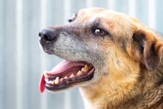 暑くないのに『犬がハアハアする』理由５選　呼吸が荒くなる原因や獣医師に相談すべき症状まで