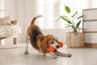 犬にとって安全な『おもちゃ』4選　主な特徴や遊ばせる際の注意点までご紹介