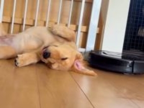 ロボット掃除機が『寝ている大型犬の赤ちゃん』に近づいた結果→『起きてしまうかな』と思ったら…まさかの展開が122万再生「大物感すごい」