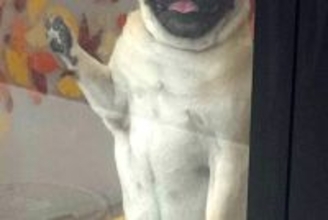 トリミングサロンへ犬をお迎えに行ったら…人間にしか見えない『まさかの表情と姿勢』が11万回表示「小さいおっさん感ｗ」「悶えた…」と絶賛