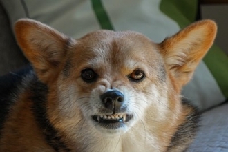 『怒りっぽい犬』の特徴５選　すぐに激怒してしまう要因や改善するために飼い主ができることまで