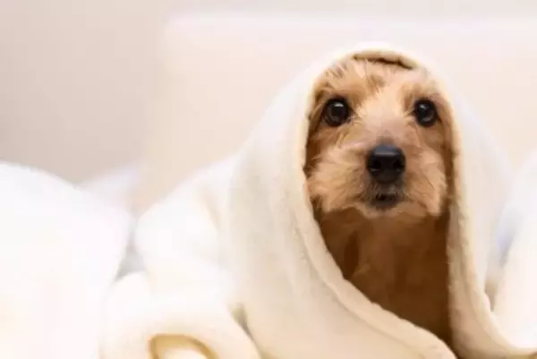 犬が『耐えられる寒さ』とは？冬場の室温は何度に保てばいいの？設定する際の温度まで