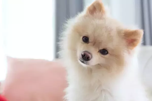 【獣医師監修】犬は里芋を食べても大丈夫？適量と注意点、生がNGな理由と安全な与え方