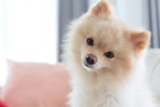 【獣医師監修】犬は里芋を食べても大丈夫？適量と注意点、生がNGな理由と安全な与え方