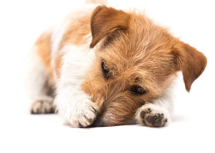 【獣医師監修】犬は里芋を食べても大丈夫？適量と注意点、生がNGな理由と安全な与え方