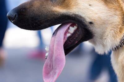 犬と『遊びすぎる』リスクとは？愛犬の体にかかる負担や遊び方のポイントまで