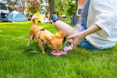 犬と『遊びすぎる』リスクとは？愛犬の体にかかる負担や遊び方のポイントまで