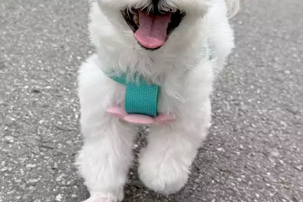 ウキウキで散歩する犬→行き先が『病院』で、注射を打たれてしまい…何も信じられなくなった『表情』に2万いいね「差がｗｗ」「人間味あって草」