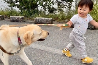 1歳の女の子が『初めて大型犬のリードを持った』結果→歩き始めると…素敵すぎる『まさかの対応』が53万再生「さすがお姉ちゃん」「感動」