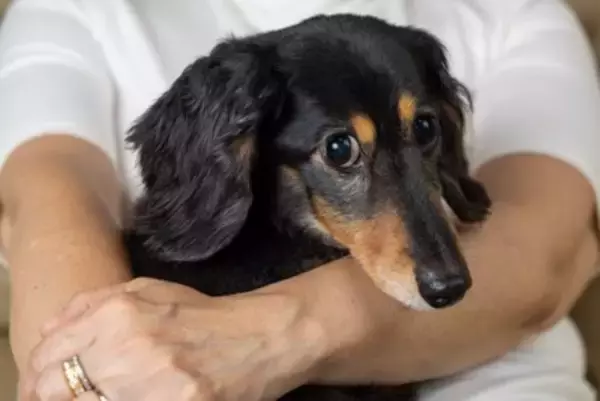 犬が『赤ちゃん返り』する原因3つ　どんな行動を見せるの？注意点まで解説
