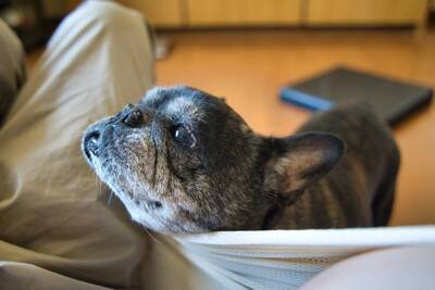 犬が『赤ちゃん返り』する原因3つ　どんな行動を見せるの？注意点まで解説