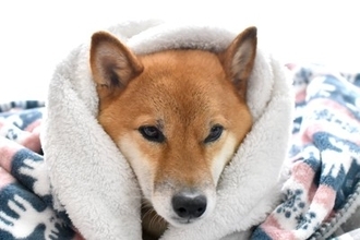 犬が『ブルブルと震える』理由6つ　寒いだけではない？病院に行くべき状態まで