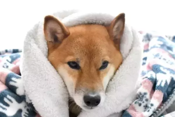 犬が『ブルブルと震える』理由6つ　寒いだけではない？病院に行くべき状態まで