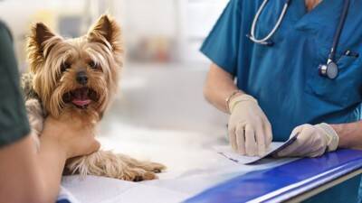 犬が『ブルブルと震える』理由6つ　寒いだけではない？病院に行くべき状態まで