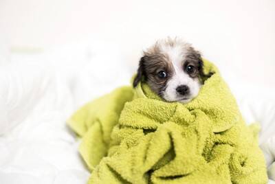 犬が『ブルブルと震える』理由6つ　寒いだけではない？病院に行くべき状態まで