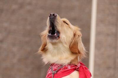 『過保護すぎる』犬の飼い主の特徴5つ　愛犬を溺愛するリスクや悪影響まで