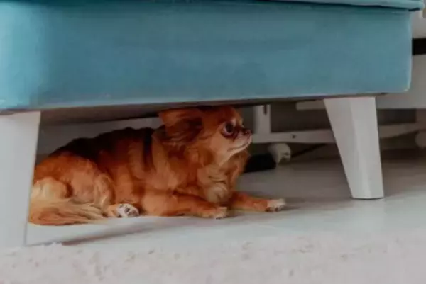 犬が病院へ行くことに気づいたときにみせるサイン5つ　不安感を軽減させるために飼い主にできることまで